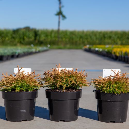 Thuja occidentalis 'Golden Tuffet' cont. 3L 20-25 cm +p