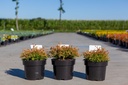 Thuja occidentalis 'Golden Tuffet' cont. 3L 20-25 cm +B