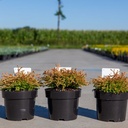 Thuja occidentalis 'Golden Tuffet' cont. 3L 20-25 cm +p
