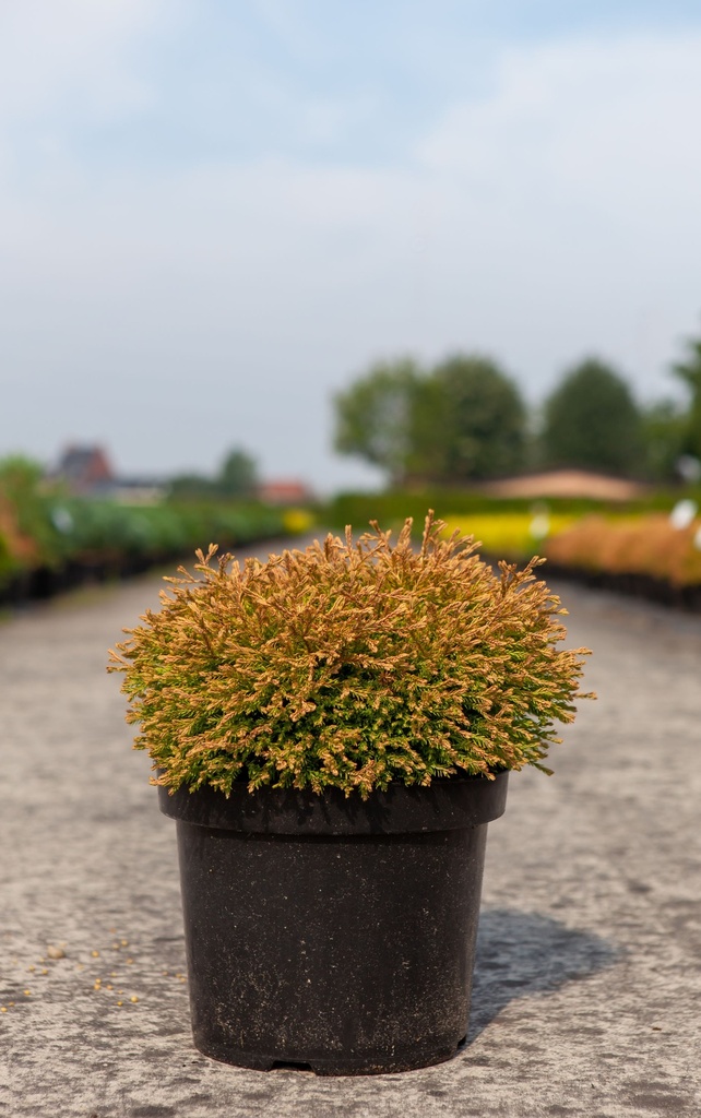 Thuja occidentalis 'Golden Tuffet' cont. 7,5L 30-40 cm