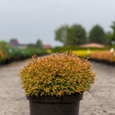 Thuja occidentalis 'Golden Tuffet' cont. 7,5L 30-40 cm