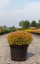 Thuja occidentalis 'Golden Tuffet' cont. 7,5L 30-40 cm