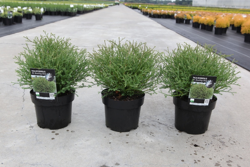 Thuja occidentalis 'Mr Bowling Ball' cont. 3L 25-30 cm +p