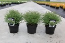 Thuja occidentalis 'Mr Bowling Ball' cont. 3L 25-30 cm +p