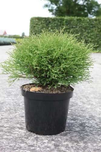 [P] Thuja occidentalis 'Mr Bowling Ball' cont. 7,5L 40/+ cm
