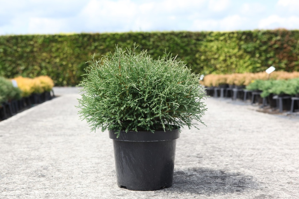 [P] Thuja occidentalis 'Mr Bowling Ball' cont. 7,5L 40/+ cm