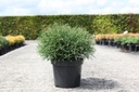 Thuja occidentalis 'Mr Bowling Ball' cont. 7,5L 40/+ cm