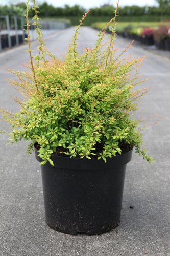 Berberis thunbergii 'Golden Dream' (PBR) cont. 10L 40-50 cm +ф