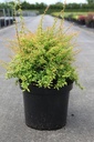 Berberis thunbergii 'Golden Dream' (PBR) cont. 10L 40-50 cm +ф
