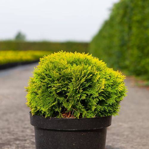 Thuja occidentalis 'Mirjam' (PBR) cont. 7,5L 30-40 cm