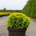 Thuja occidentalis 'Mirjam' (PBR) cont. 7,5L 30-40 cm