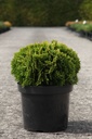 Thuja occidentalis 'Mirjam' (PBR) cont. 7,5L 30-40 cm