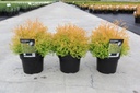 Thuja occidentalis 'Rheingold' cont. 3L 25/+ cm +p
