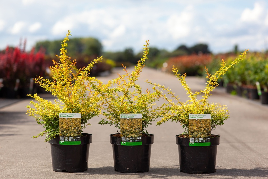 [P] Berberis thunbergii 'Golden Dream' (PBR) cont. 3,6L 30-40 cm +ф