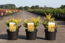 Berberis thunbergii 'Golden Dream' (PBR) cont. 3,6L 30-40 cm +B