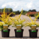 Berberis thunbergii 'Golden Dream' (PBR) cont. 3,6L 30-40 cm +p