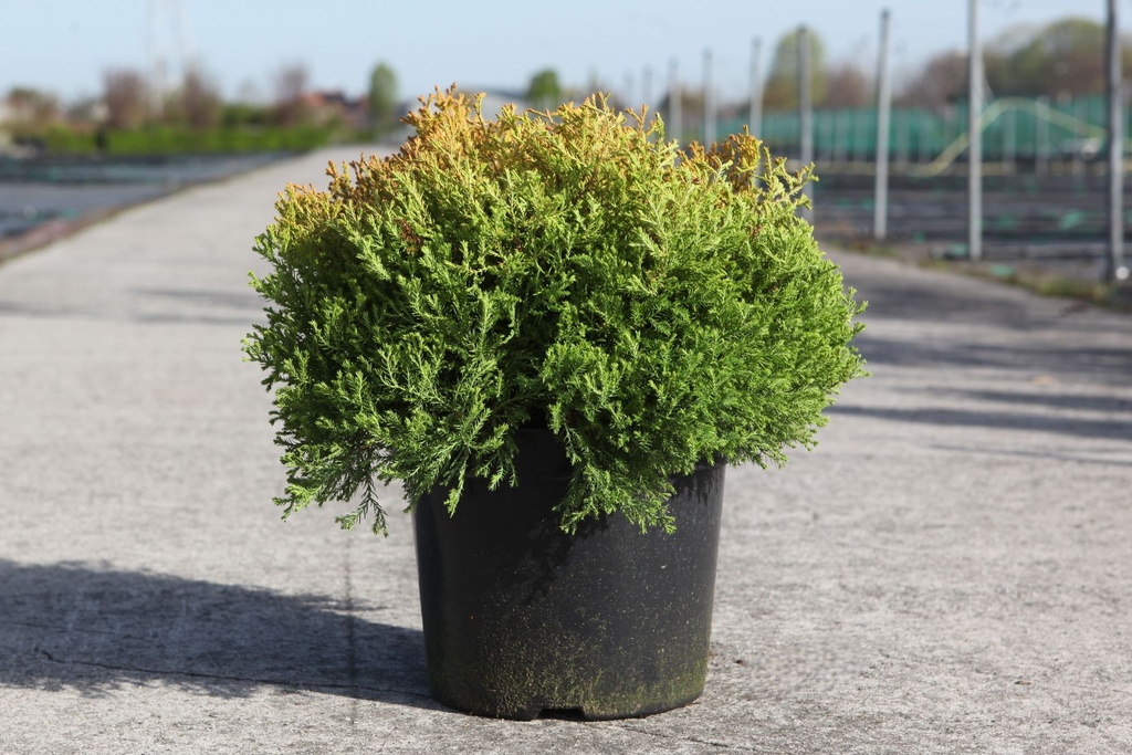 Thuja occidentalis 'Rheingold' cont. 7,5L 40/+ cm