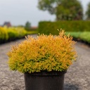 Thuja occidentalis 'Rheingold' cont. 7,5L 40/+ cm