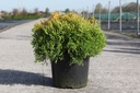Thuja occidentalis 'Rheingold' cont. 7,5L 40/+ cm