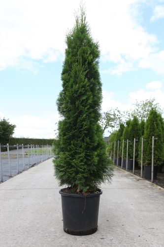 Thuja occidentalis 'Smaragd' cont. 25L 125-150 cm
