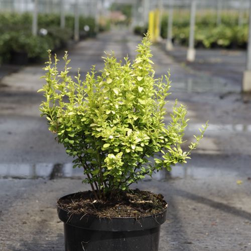 [P] Berberis thunbergii 'Golden Rocket' (PBR) cont. 10L 40-50 cm +ф