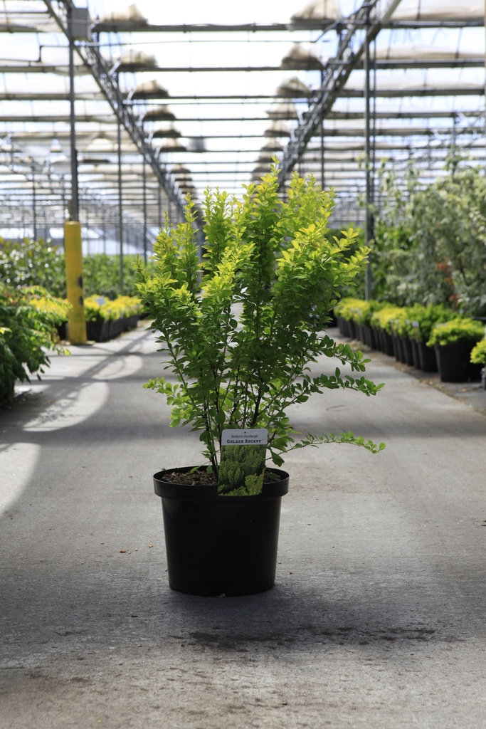 [P] Berberis thunbergii 'Golden Rocket' (PBR) cont. 10L 40-50 cm +B
