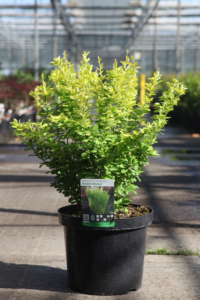 Berberis thunbergii 'Golden Rocket' (PBR) cont. 10L 40-50 cm +p