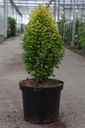 Berberis thunbergii 'Golden Rocket' (PBR) cont. 10L 40-50 cm +B