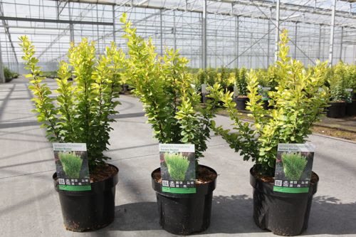 Berberis thunbergii 'Golden Rocket' (PBR) cont. 3,6L 30-40 cm +ф
