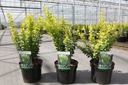 Berberis thunbergii 'Golden Rocket' (PBR) cont. 3,6L 30-40 cm +ф