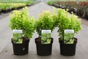 Berberis thunbergii 'Golden Rocket' (PBR) cont. 3,6L 30-40 cm +p