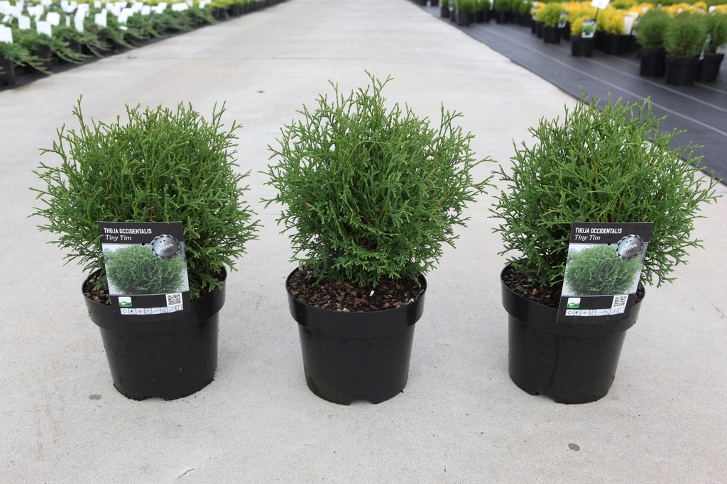 [P] Thuja occidentalis 'Tiny Tim' cont. 3L 25/+ cm +ф