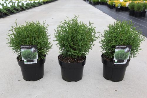 Thuja occidentalis 'Tiny Tim' cont. 3L 25/+ cm +p