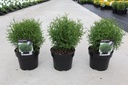 Thuja occidentalis 'Tiny Tim' cont. 3L 25/+ cm +f