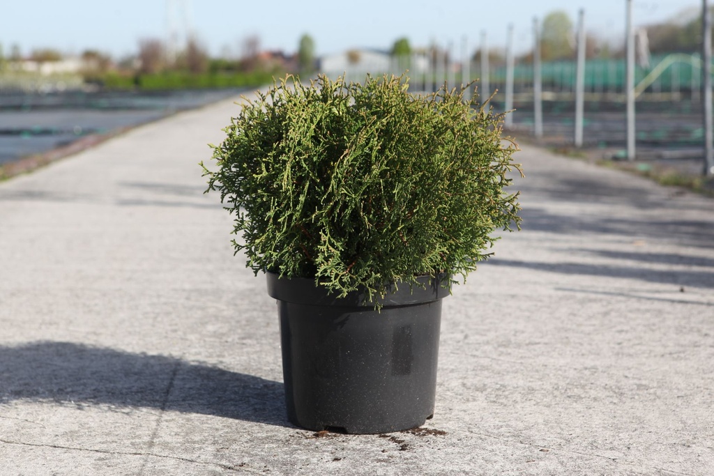 [P] Thuja occidentalis 'Tiny Tim' cont. 7,5L 40/+ cm