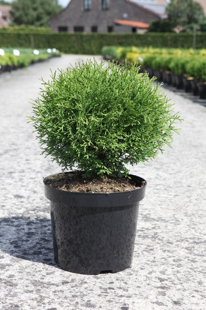[P] Thuja occidentalis 'Tiny Tim' cont. 7,5L 40/+ cm