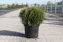 Thuja occidentalis 'Tiny Tim' cont. 7,5L 40/+ cm