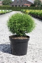 Thuja occidentalis 'Tiny Tim' cont. 7,5L 40/+ cm