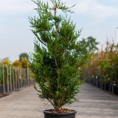 [P] Thuja plicata 'Atrovirens' cont. 18L 125-150 cm