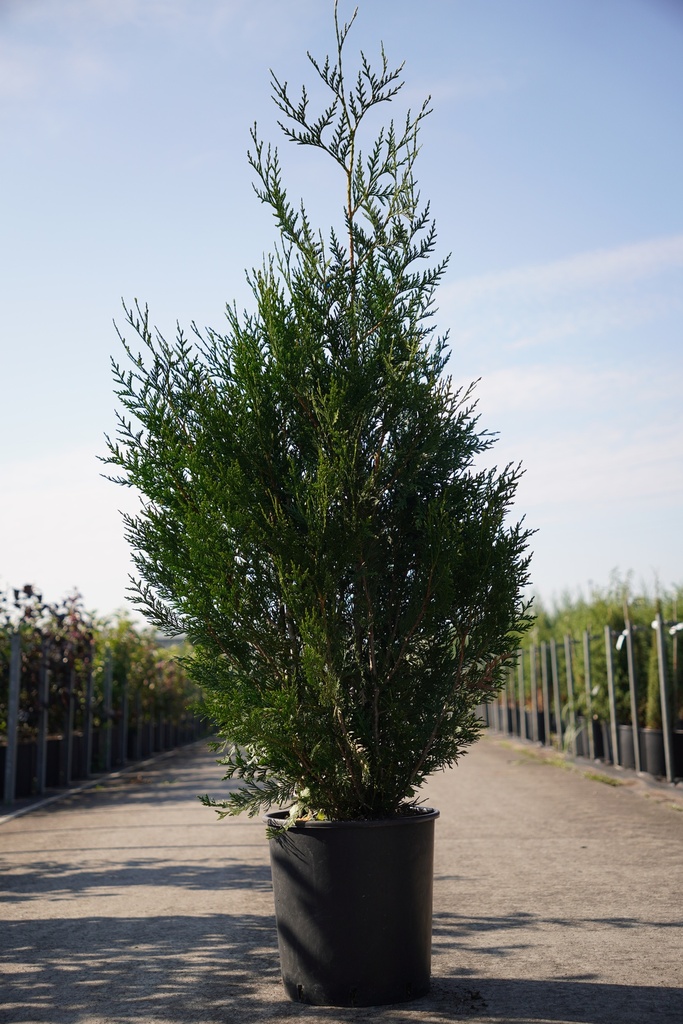 Thuja plicata 'Atrovirens' cont. 18L 125-150 cm