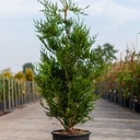 Thuja plicata 'Atrovirens' cont. 18L 125-150 cm