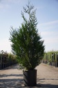 Thuja plicata 'Atrovirens' cont. 18L 125-150 cm