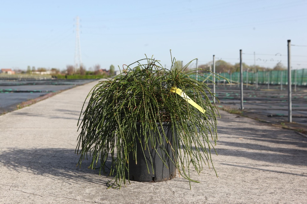 [P] Thuja plicata 'Whipcord' cont. 15L 50-60 cm