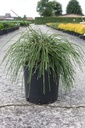 Thuja plicata 'Whipcord' cont. 15L 50-60 cm