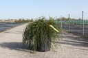Thuja plicata 'Whipcord' cont. 15L 50-60 cm
