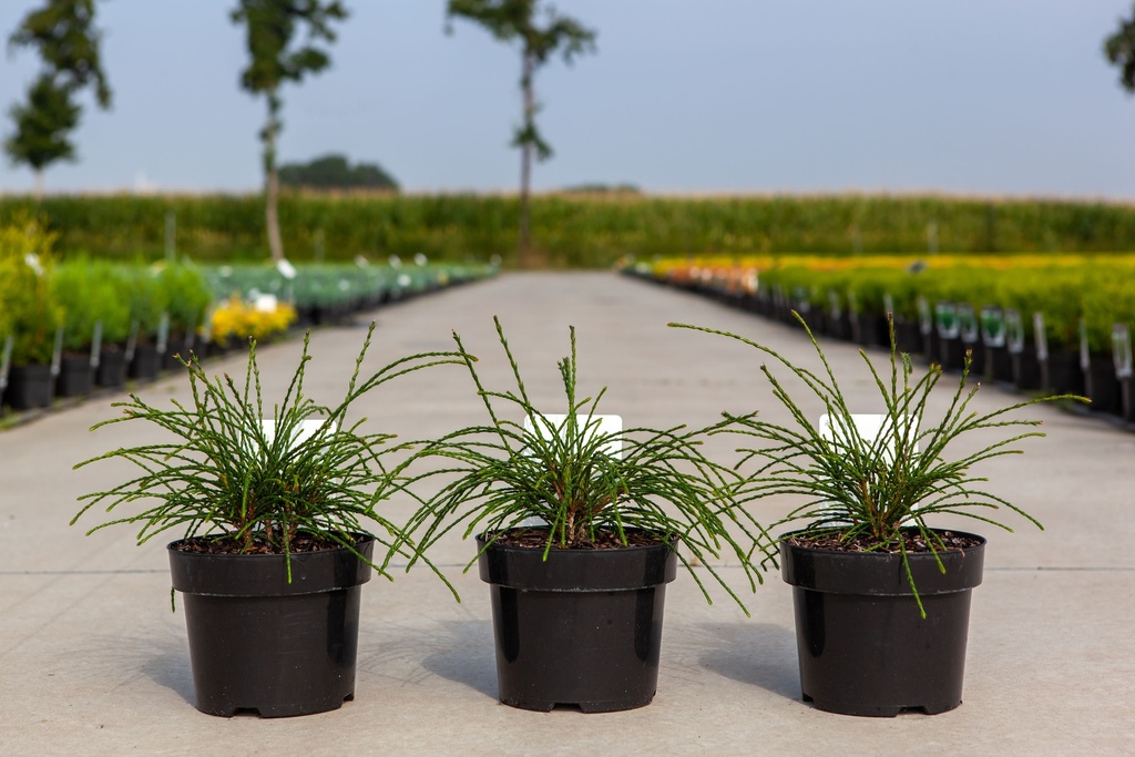Thuja plicata 'Whipcord' cont. 3L 25-30 cm +f