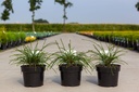 Thuja plicata 'Whipcord' cont. 3L 25-30 cm +ф