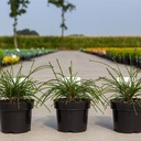 Thuja plicata 'Whipcord' cont. 3L 25-30 cm +p