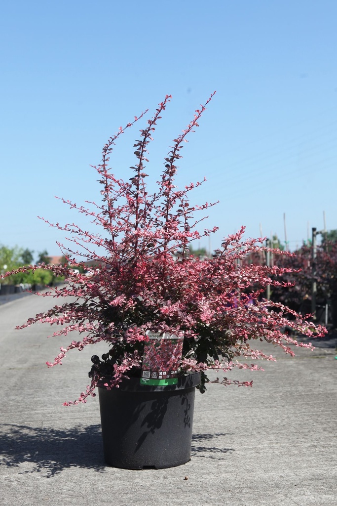 Berberis thunbergii 'Harlequin' cont. 10L 40-50 cm +p
