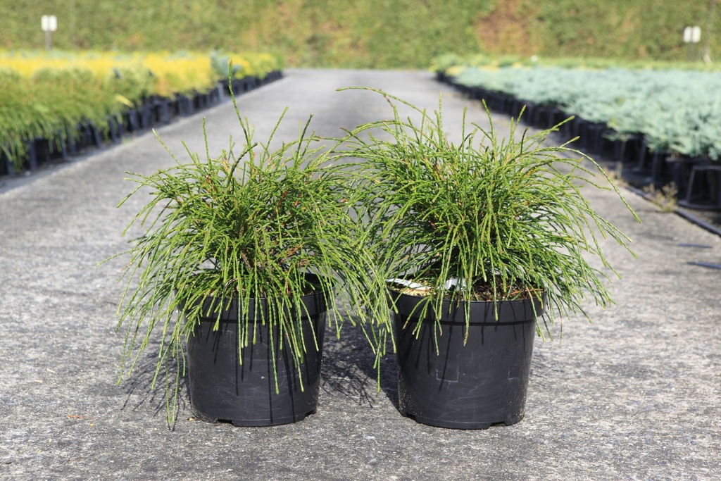[P] Thuja plicata 'Whipcord' Kont. 7,5L 40-50 cm